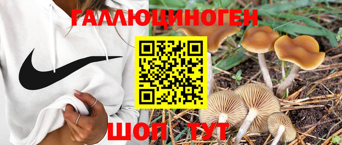 Стерлитамак  Псилоцибиновые грибы Cubensis  Вход с VPN 